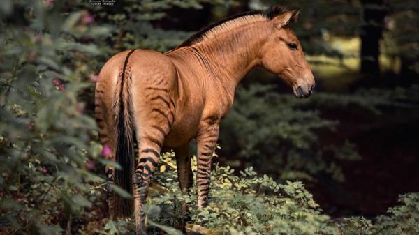 What Are Hybrid Animals? - List And Examples