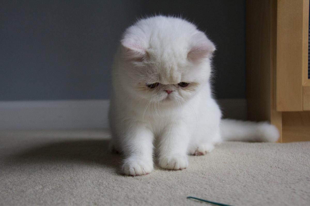 Can Cats Die From Depression?