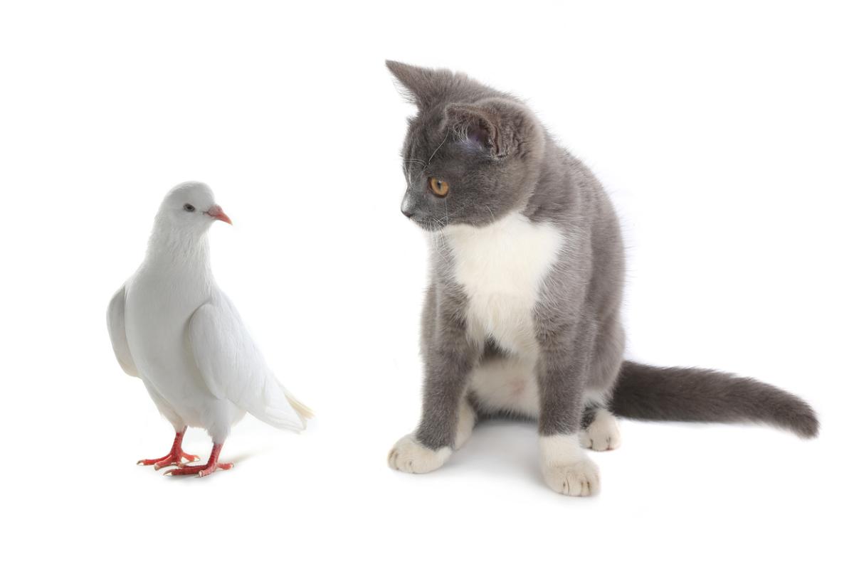 Cats Killing Birds: Separating Fact from Myth