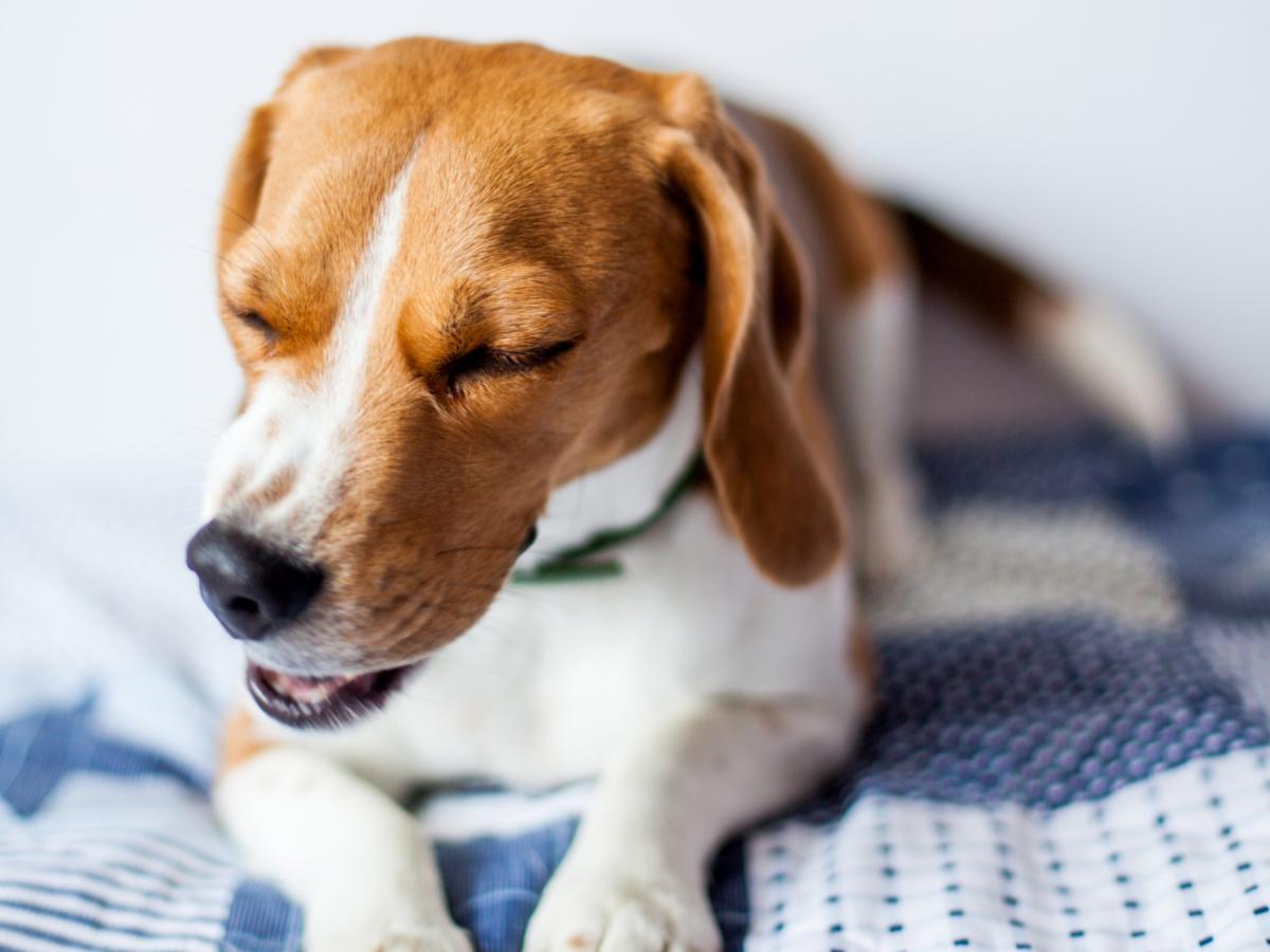 5 Symptoms of Congestive Heart Failure in Dogs