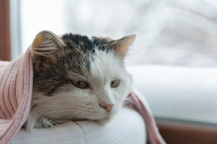 Image showcasing Life Expectancy of a Cat with Leukemia