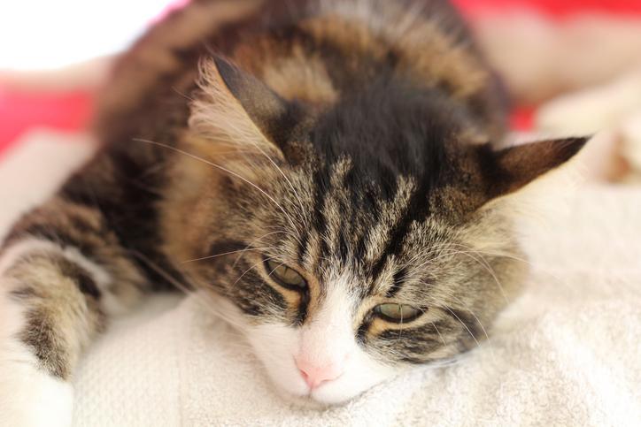 View of Life Expectancy of a Cat with Leukemia