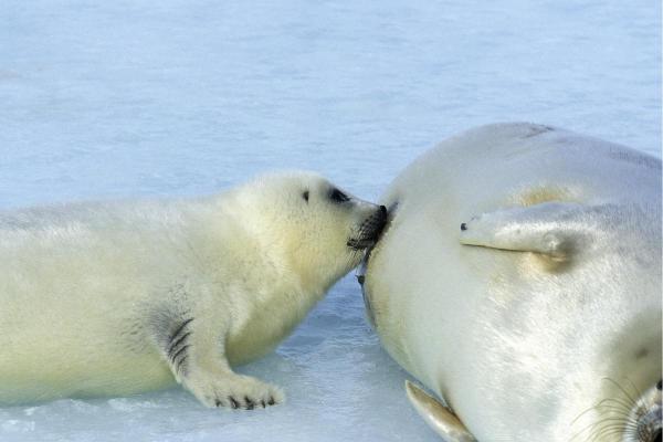 How Do Seals Reproduce? - How do seals mate?