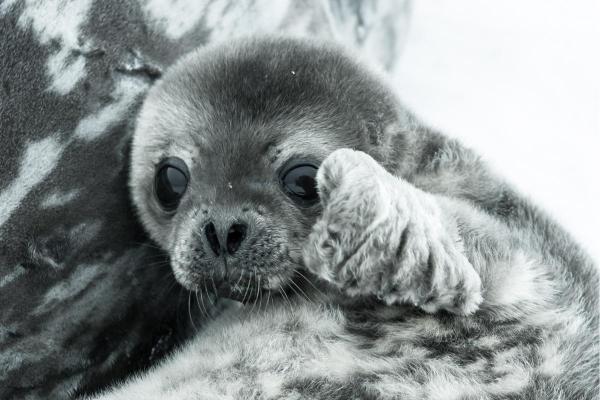 How Do Seals Reproduce? - How do seals reproduce?