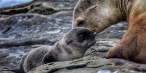 How Do Seals Reproduce?