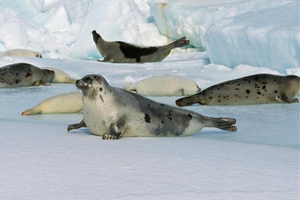 How Do Seals Reproduce? - When is the seal breeding season?