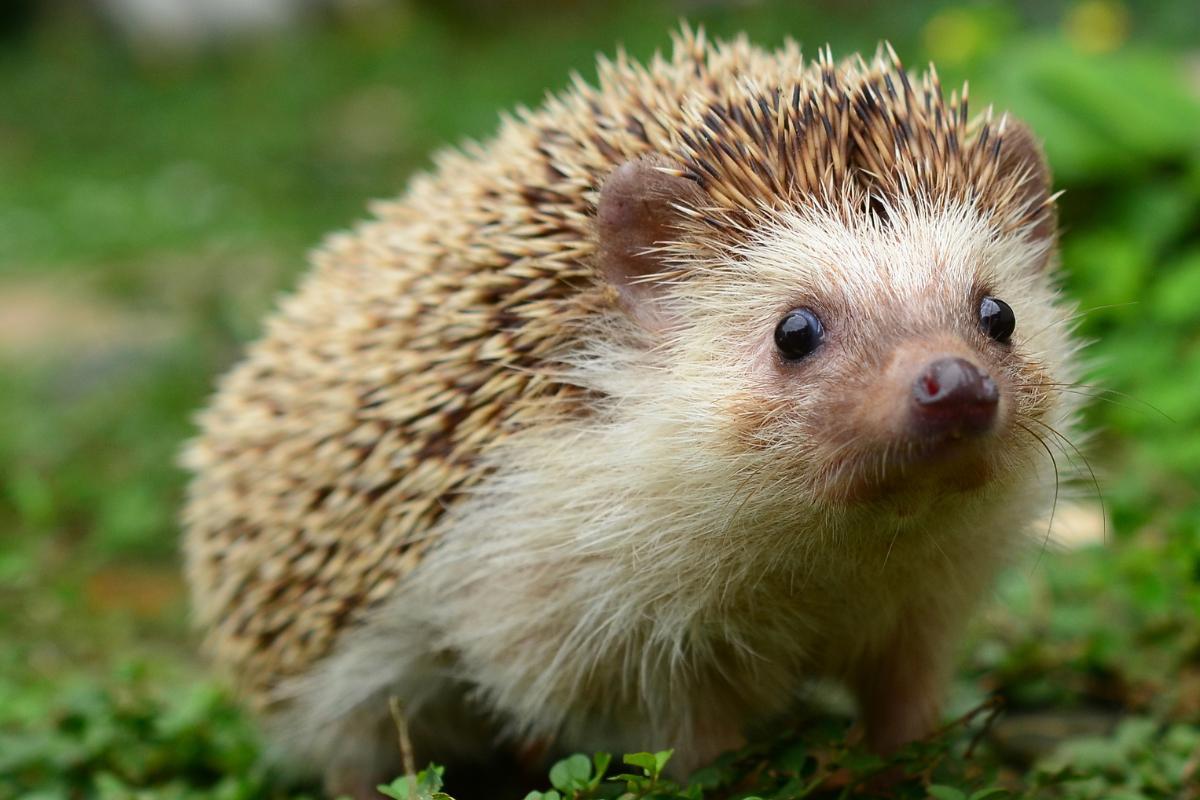 How Long Do Hedgehogs Live? - Hedgehog Lifespan