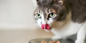 How Often Should I Feed My Cat?