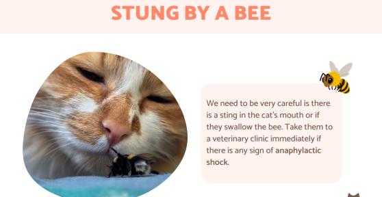 My Cat Got Stung by a Bee