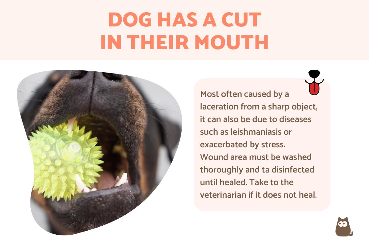 My Dog Has a Cut in Their Mouth