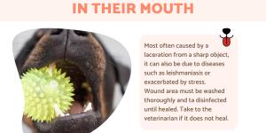 My Dog Has a Cut in Their Mouth