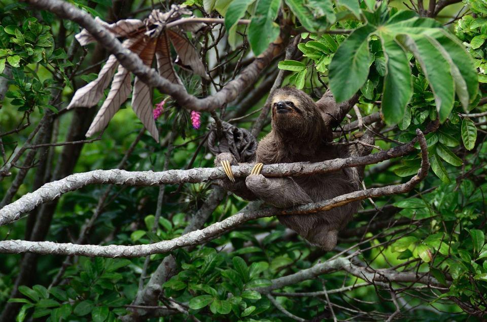 Interesting Facts About Sloths - Fun Sloth Information - With Photos