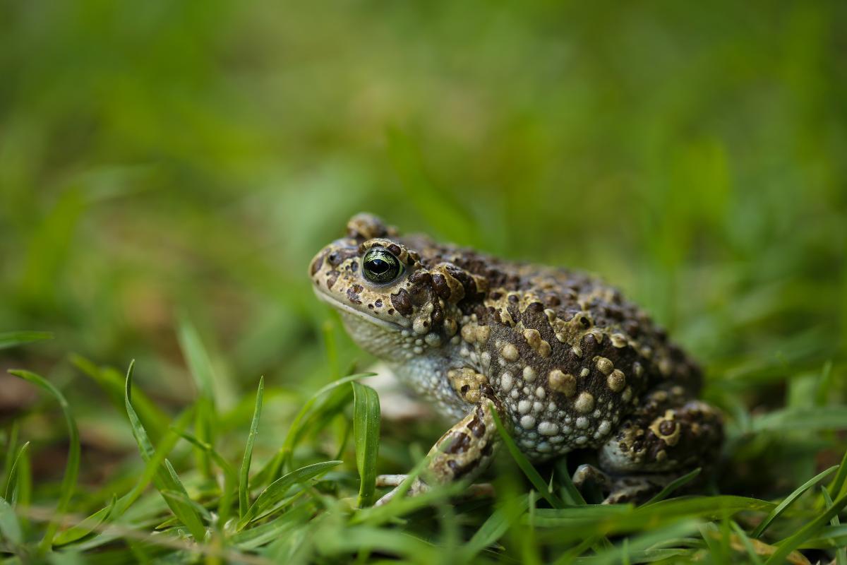 How Do You Keep Toads Away Naturally