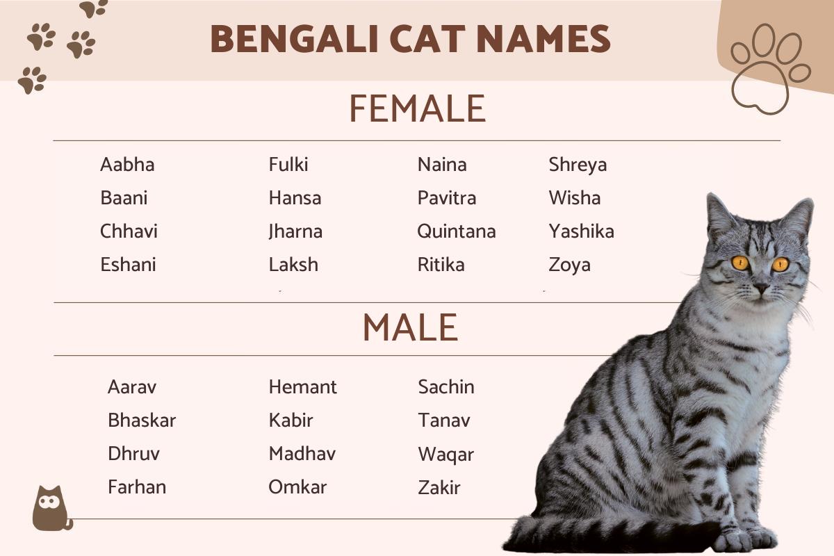 Bengali Names for Cats List