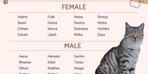 Bengali Names for Cats List