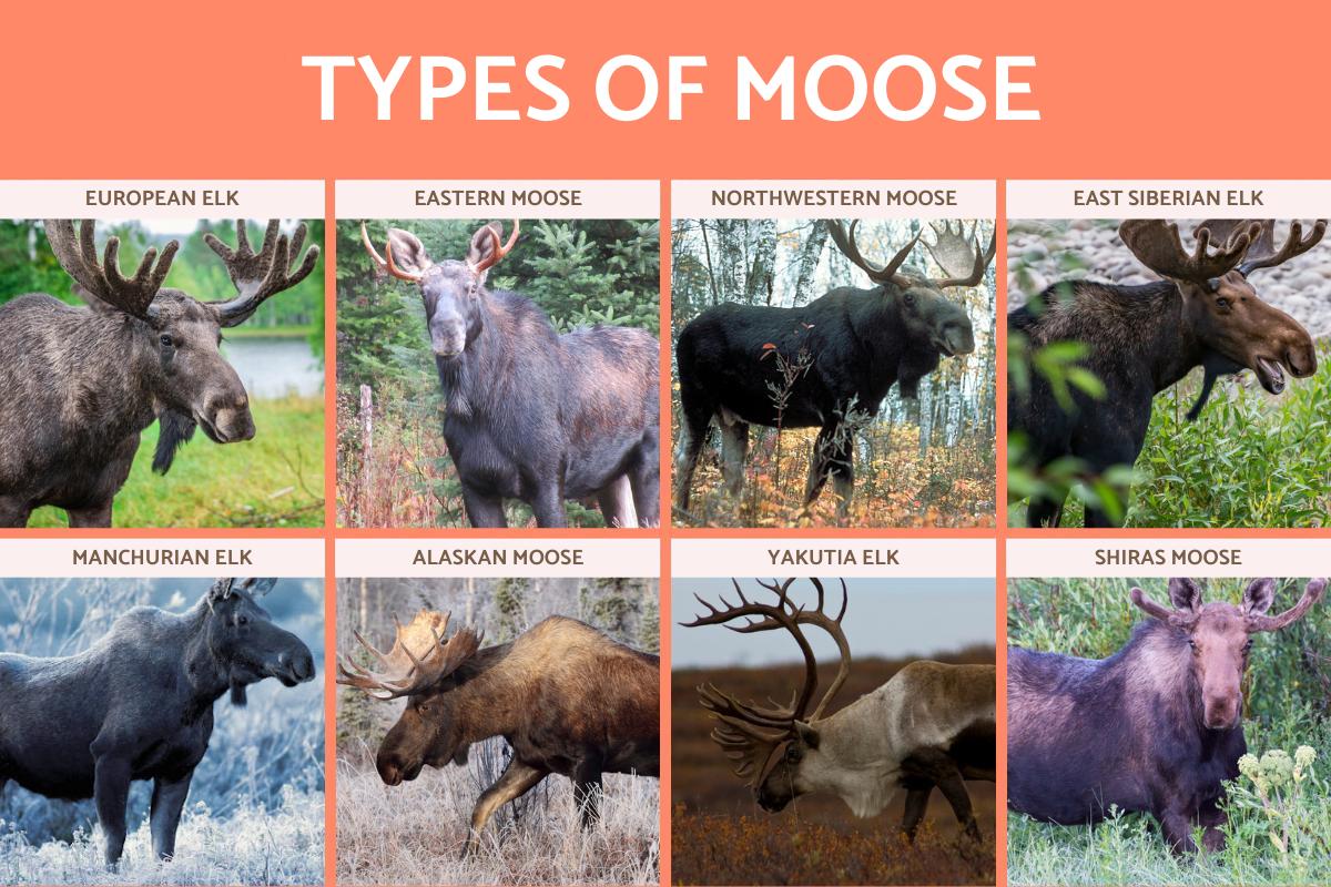 8 Different Types of Moose With Photos