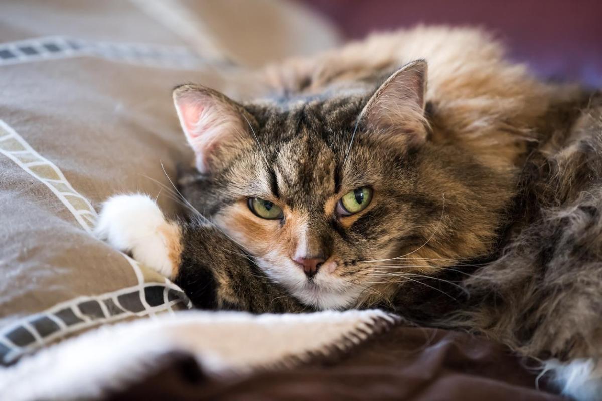 My Cat Has Warts - Types, Causes and Treatment