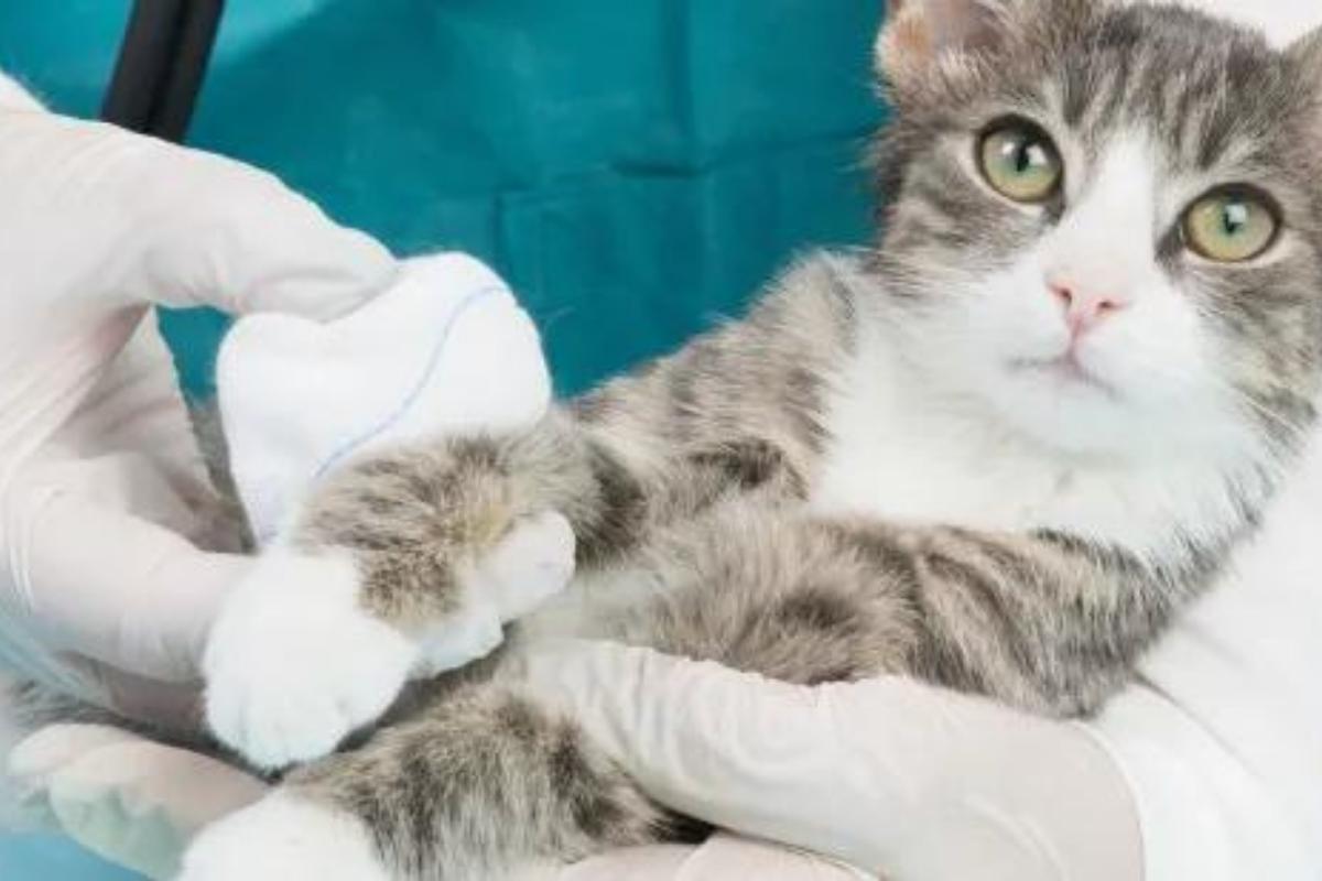 Is Hydrogen Peroxide Safe for Cats?