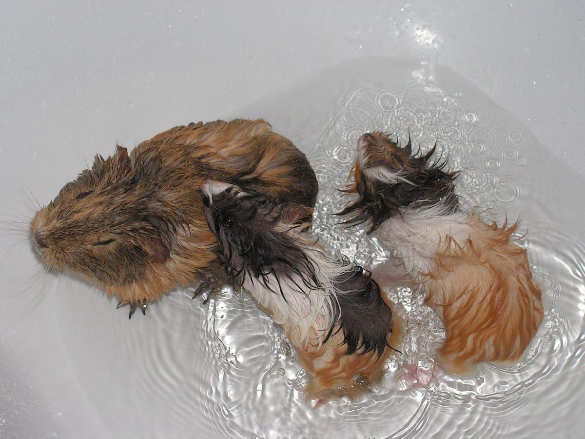 Mange in Guinea Pigs - Symptoms & Treatment