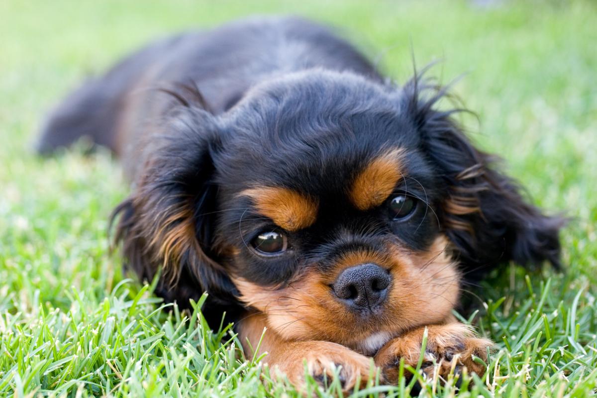 Cavalier King Charles Spaniel Names - For Girls and Boys
