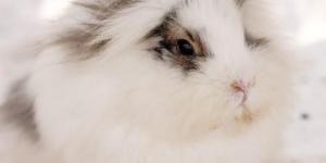 My Rabbit's Hair is Tangled - Grooming at Home