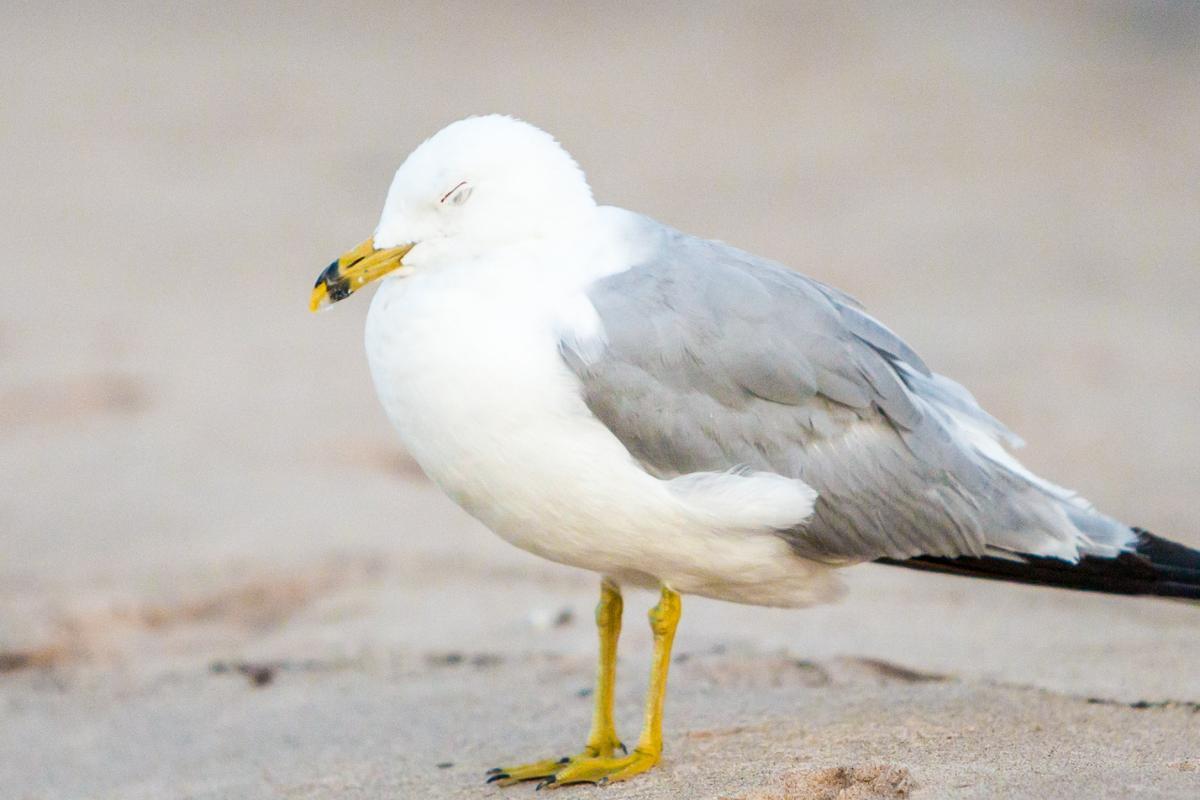 Where Do Seagulls Sleep?