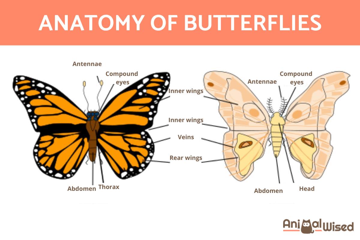 Body Parts of a Butterfly and Their Functions
