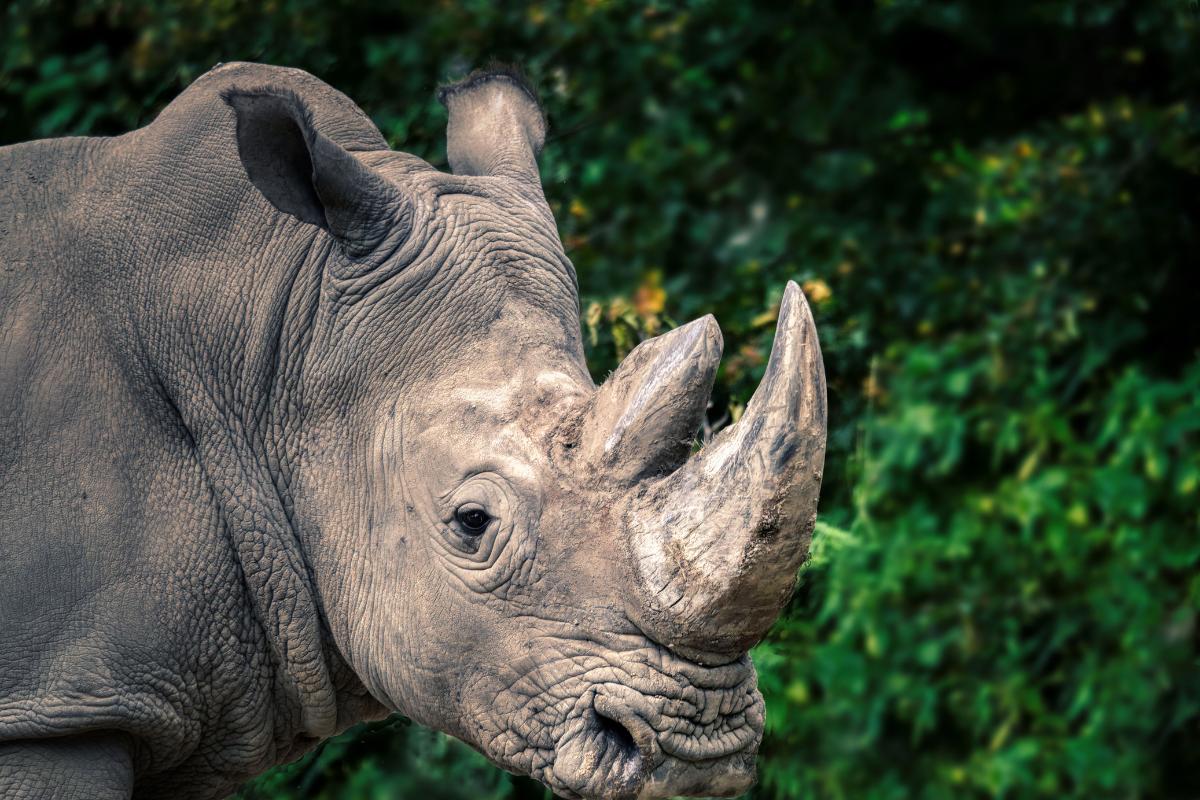How Many White Rhinos Remain in the Wild Today?