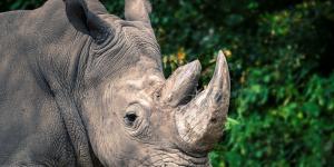 How Many White Rhinos Remain in the Wild Today?