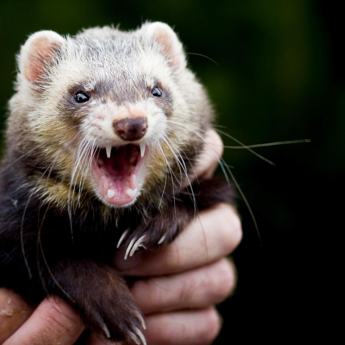 How to Deal with an Aggressive Ferret