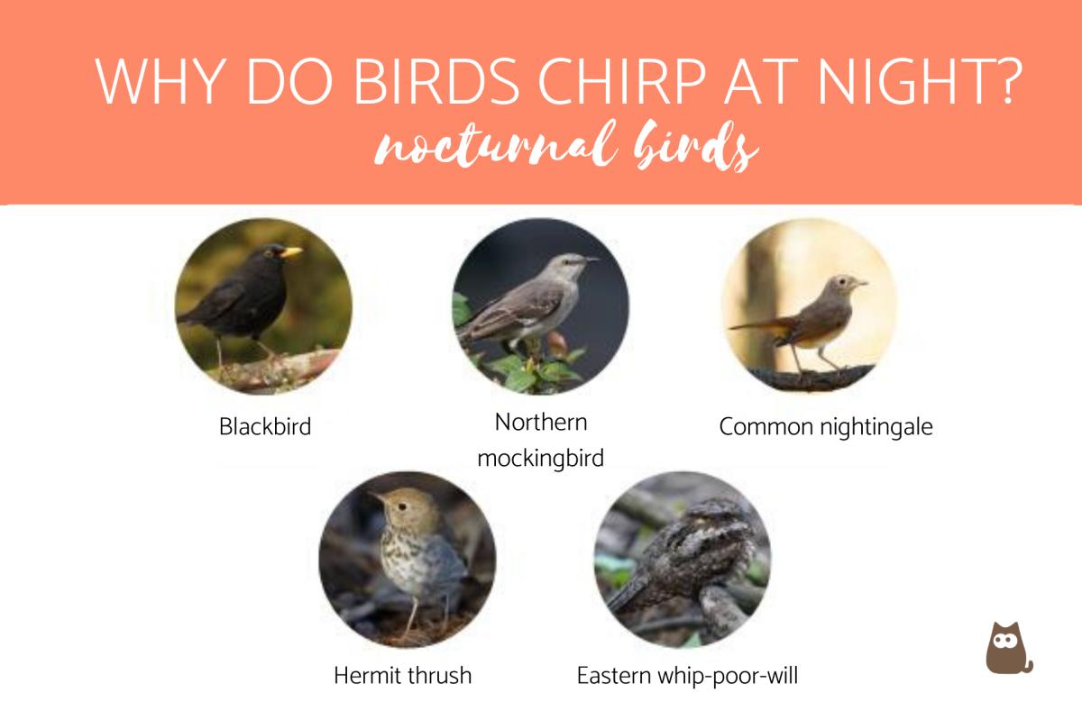 Why Do Birds Chirp at Night?