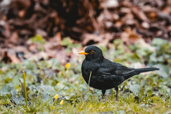 Why Do Birds Chirp at Night? -