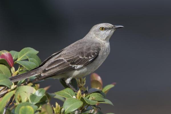 Why Do Birds Chirp at Night? -