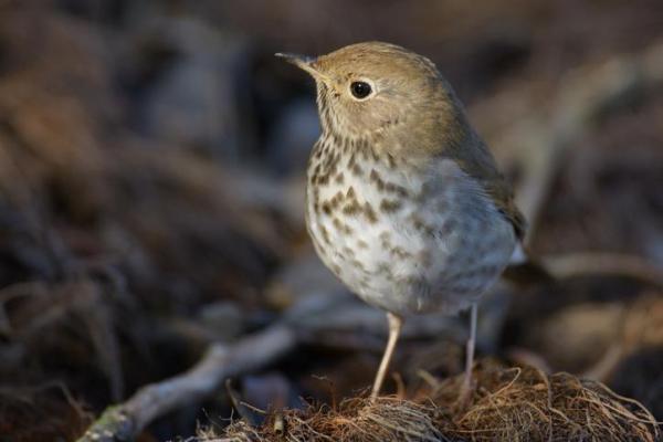 Why Do Birds Chirp at Night? -