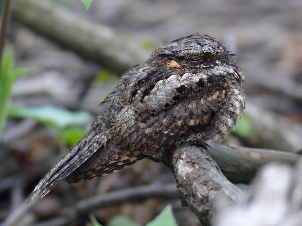 Why Do Birds Chirp at Night? -