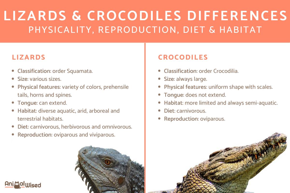 Is a Crocodile a Lizard? - Lizard vs. Crocodile