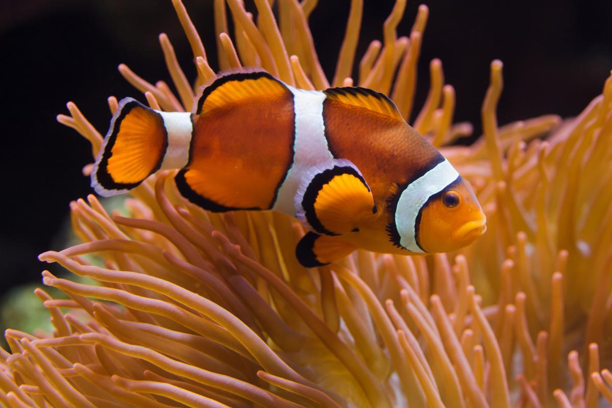 Which Types of Fish Are Omnivores?