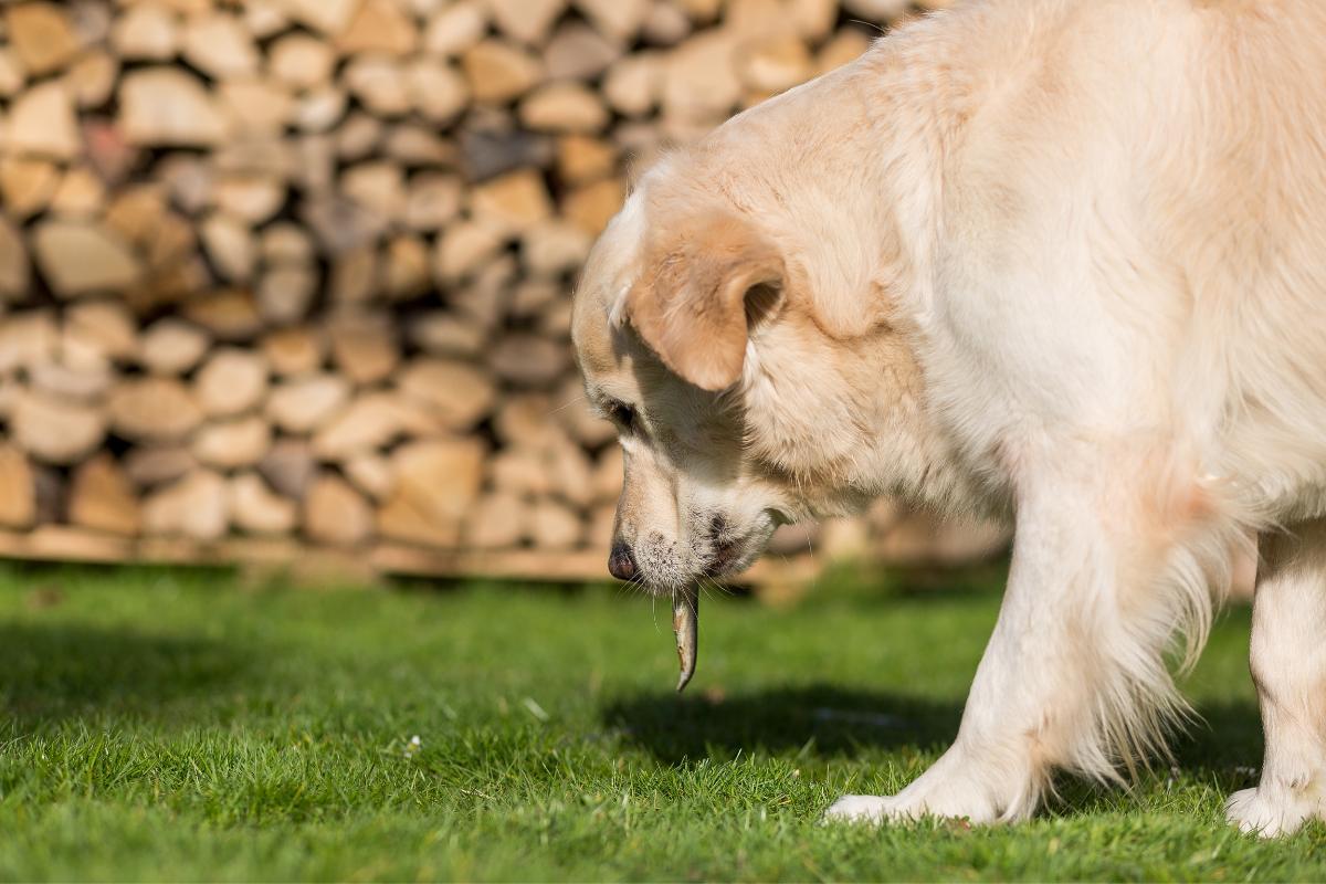 Dog Regurgitation Causes and Treatment
