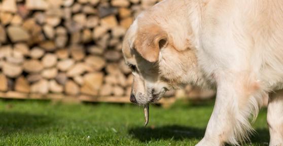 Dog Regurgitation Causes and Treatment
