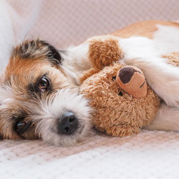 Stuffed animal for dog to hump best sale
