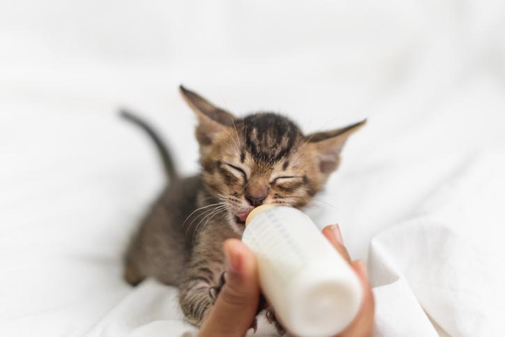 1 month cat food online