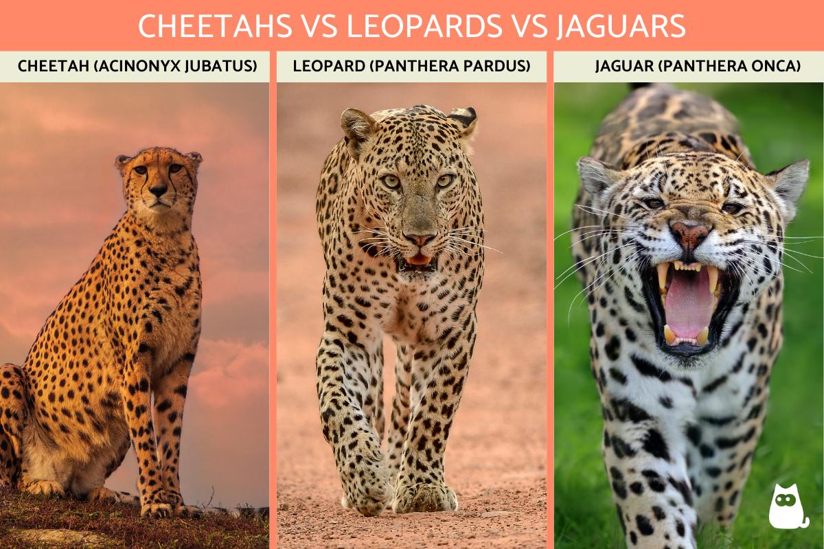 Differences Between a Cheetah vs Leopard vs Jaguar