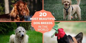 The Most Beautiful Dog Breeds in the World