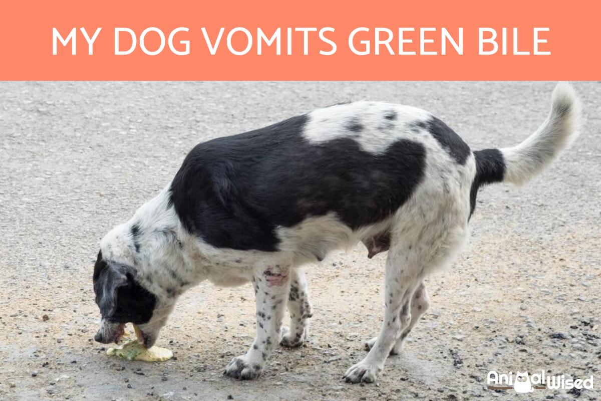 Why Is My Dog Throwing Up Green Bile?