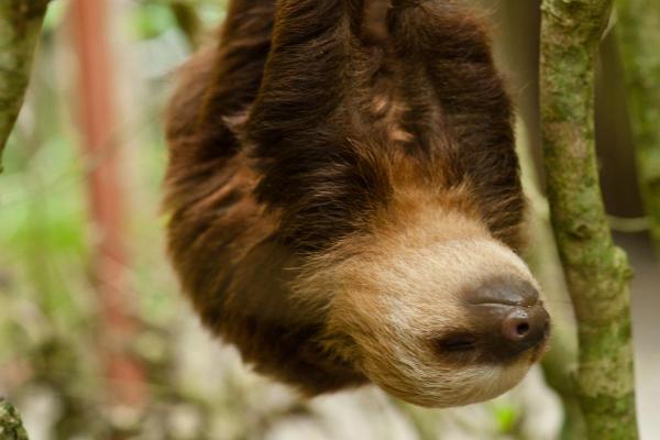 How Much Does a Sloth Sleep?