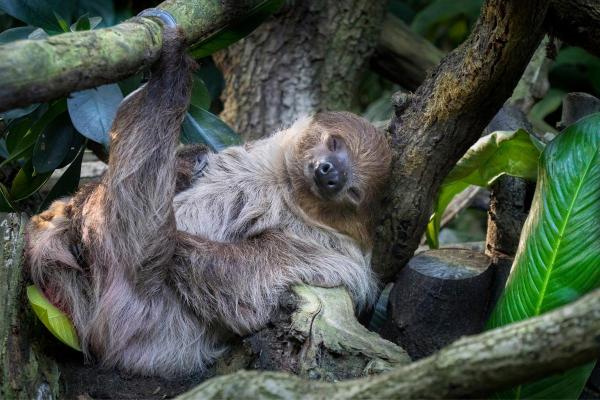 How Much Does a Sloth Sleep? - How much does a sloth sleep a day?