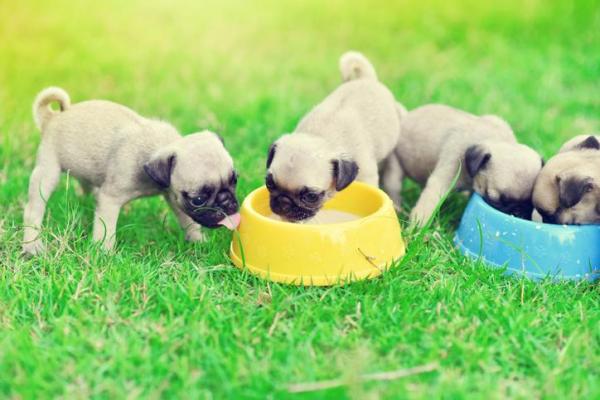 The Best Food for Pugs - Portion Sizes for Puppy and Adult Dogs - How much food should I feed my Pug puppy?