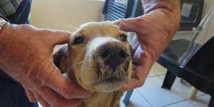 Most Deadly Diseases in Dogs and Their Symptoms