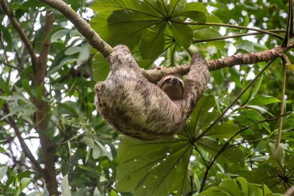 How Much Does a Sloth Sleep? - Sloth sleep cycle