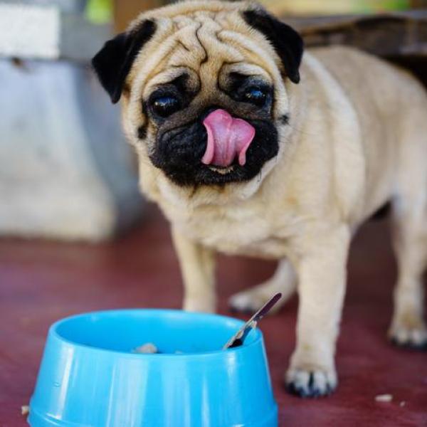 The Best Food for Pugs Portion Sizes for Puppy and Adult Dogs